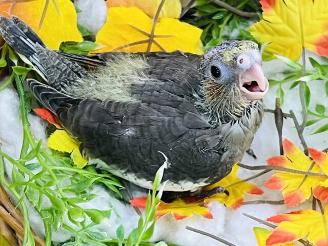 オカメインコ