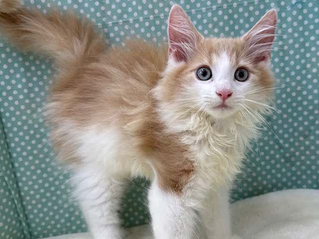 大型猫💛イケメンな立ち振る舞い💗🐾ノルウェージャンの男のコきました💫