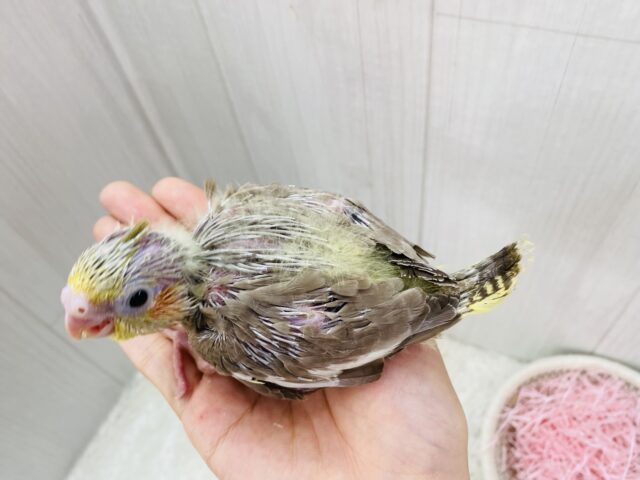 オカメインコ
