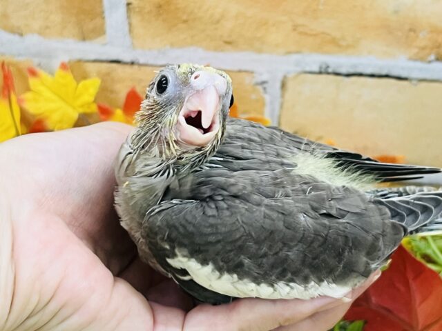 オカメインコ
