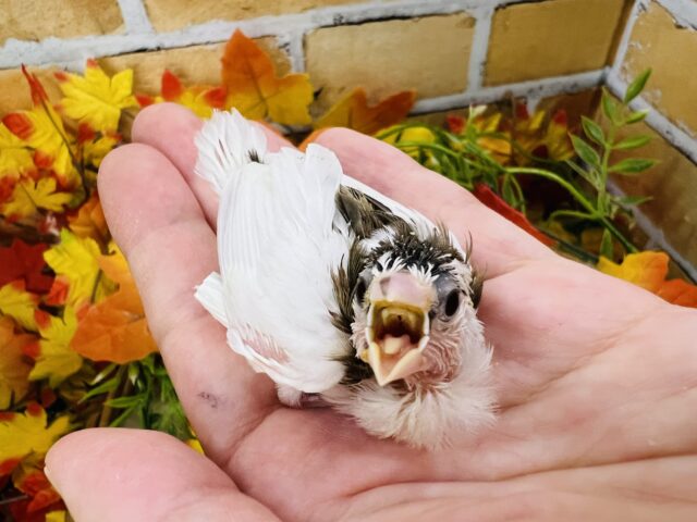 十姉妹（ジュウシマツ）