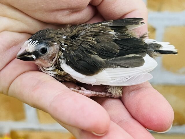 十姉妹（ジュウシマツ）