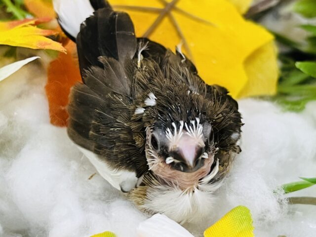 十姉妹（ジュウシマツ）