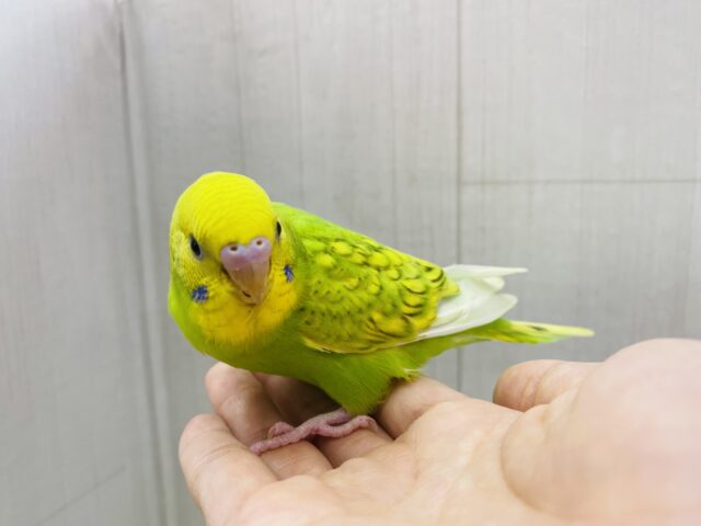 セキセイインコ