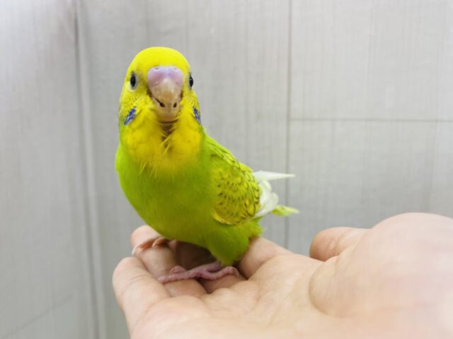 セキセイインコ