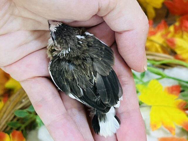 十姉妹（ジュウシマツ）