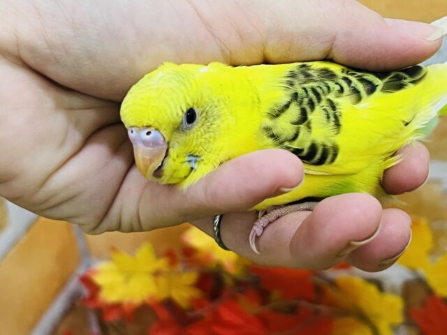 セキセイインコ