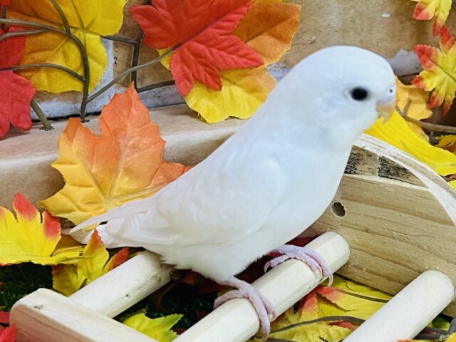 セキセイインコ