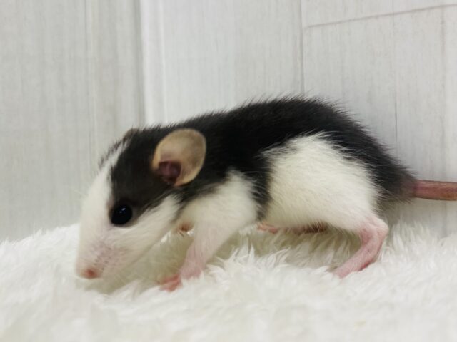 グイグイ駆け寄って来てくれます‼️ファンシーラットのハスキーさん🎀