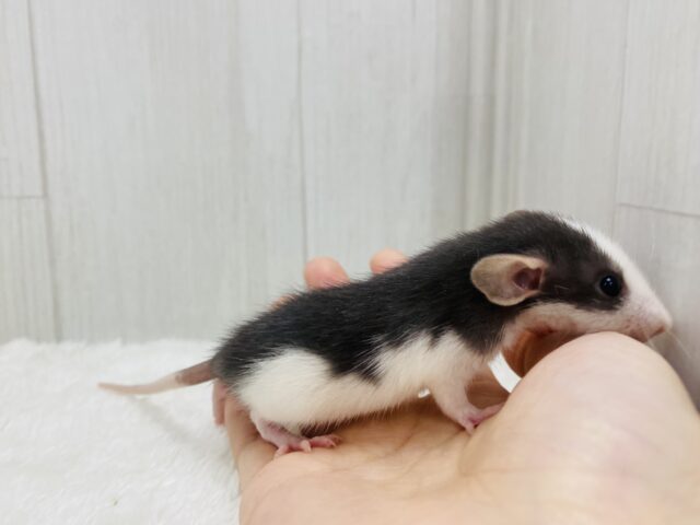 ファンシーラット