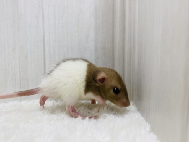 ファンシーラット