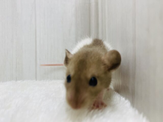 ファンシーラット