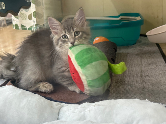 ベイビーフェイスな構ってくん❣️サイベリアンの男のコきました〜🌟