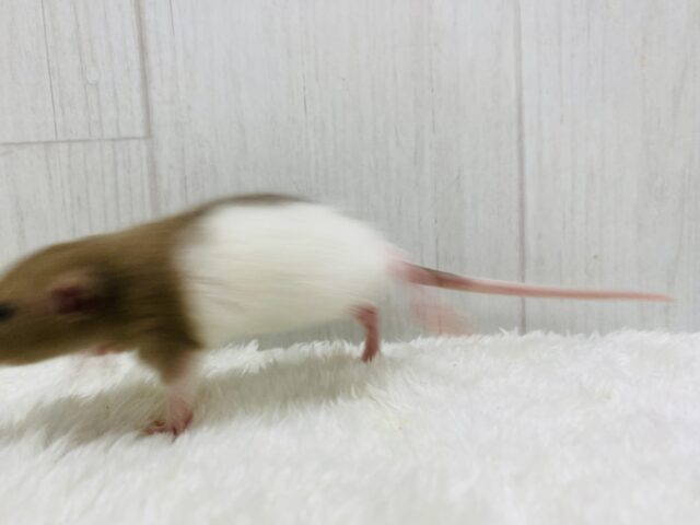 ファンシーラット