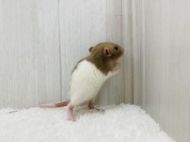 ファンシーラット