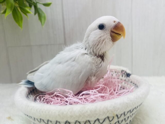 コザクラインコ（小桜インコ）