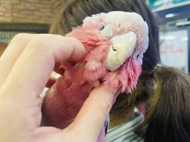 モモイロインコ