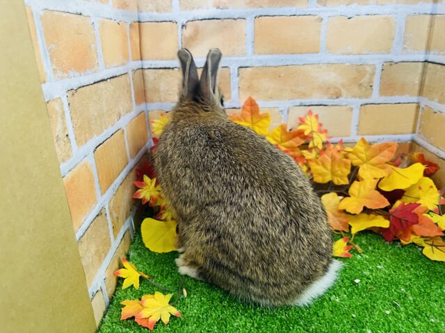 ドワーフラビット