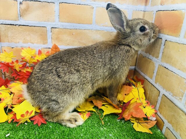 ドワーフラビット