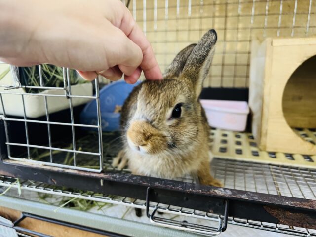 ドワーフラビット