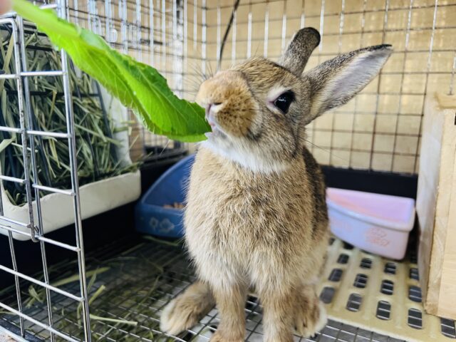 ドワーフラビット