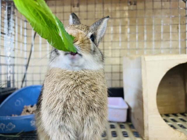 ドワーフラビット