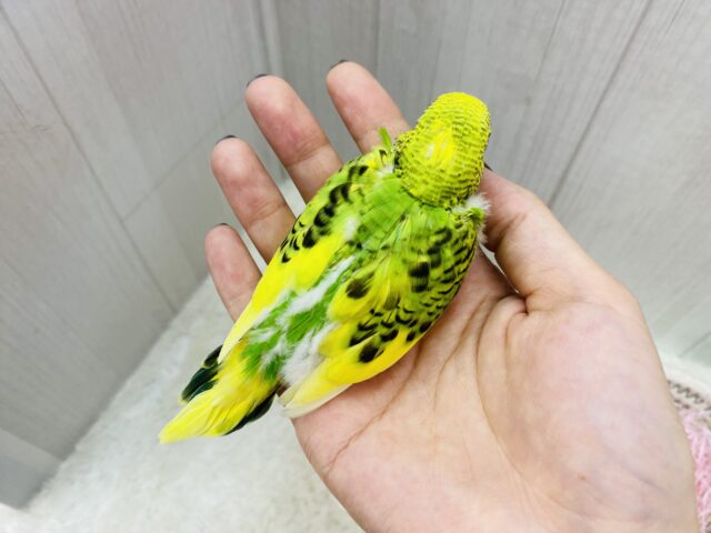 セキセイインコ