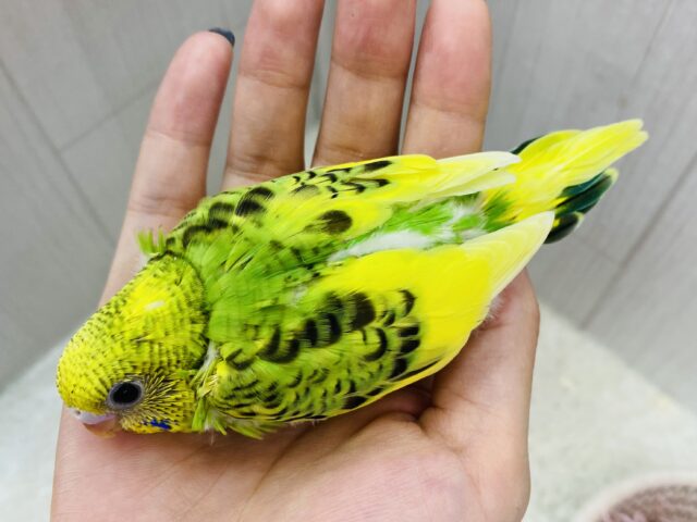 セキセイインコ