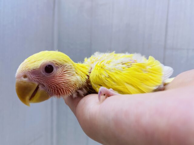 コザクラインコ（小桜インコ）