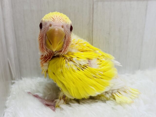 コザクラインコ（小桜インコ）