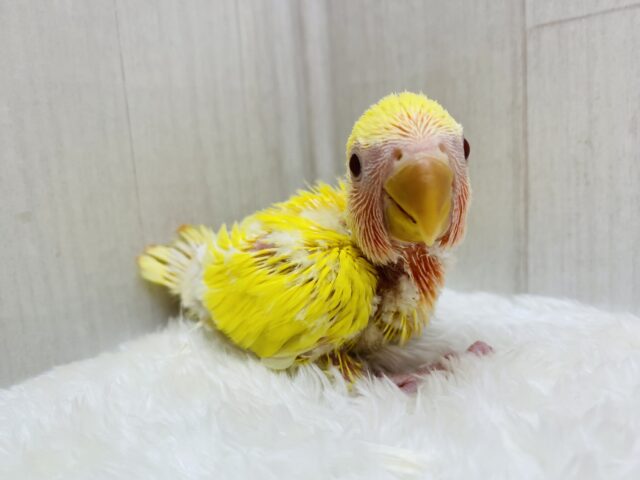 コザクラインコ（小桜インコ）