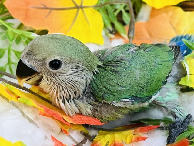 コザクラインコ（小桜インコ）