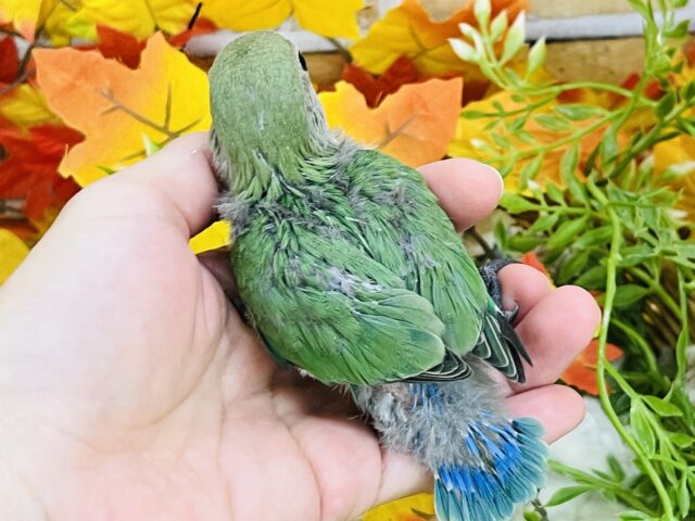 コザクラインコ（小桜インコ）