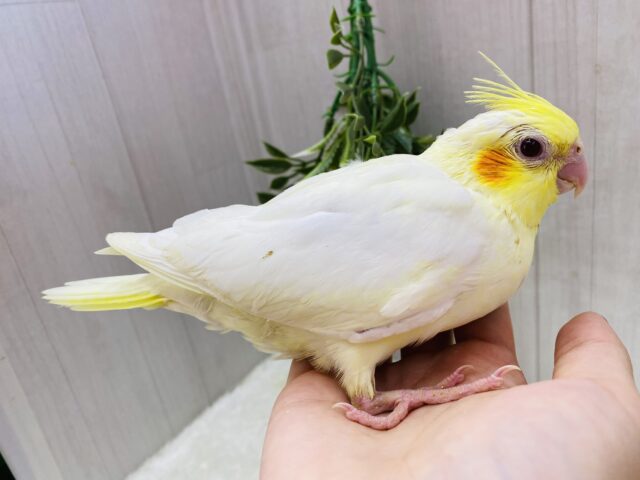 オカメインコ