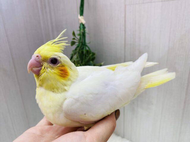 オカメインコ