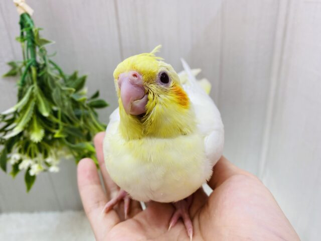 オカメインコ