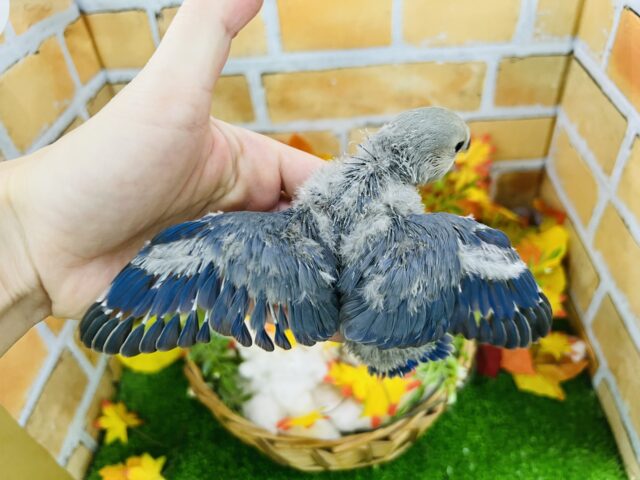 コザクラインコ（小桜インコ）