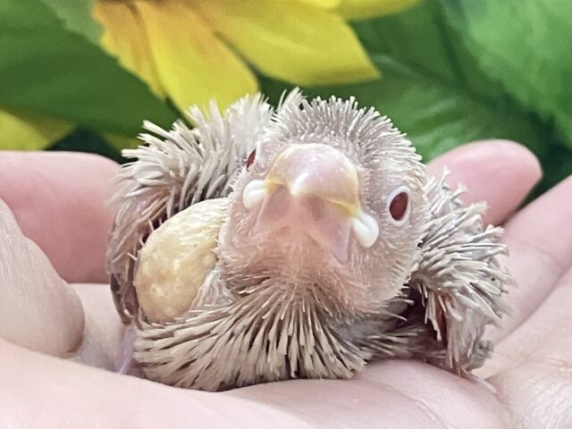 年中無休の𝑯𝒐𝒕𝐦𝐢𝐥𝐤 𝐭𝐞𝐚🫖⟡.*シナモン文鳥(2025年8月生まれ)