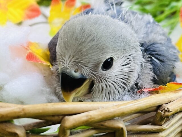 コザクラインコ（小桜インコ）