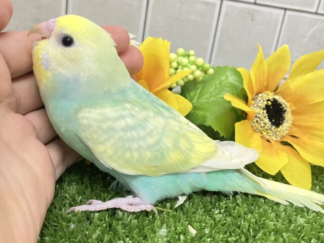 セキセイインコ
