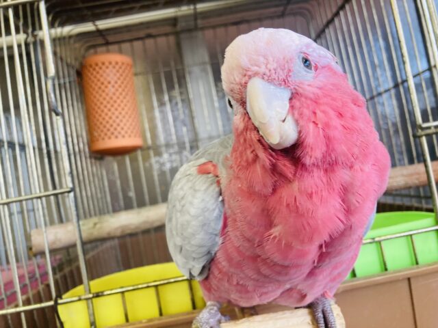 モモイロインコ