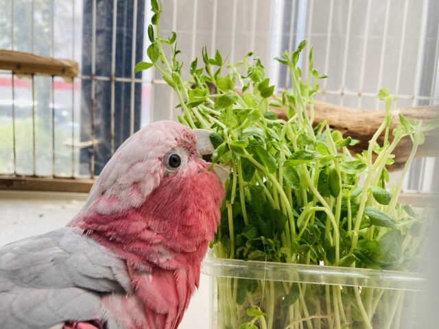 モモイロインコ