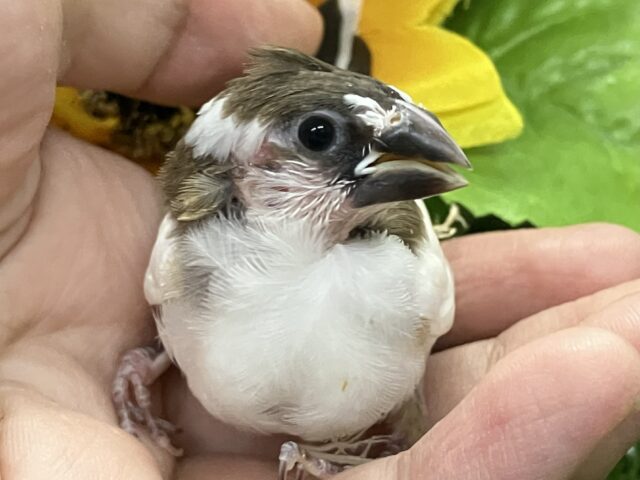 十姉妹（ジュウシマツ）