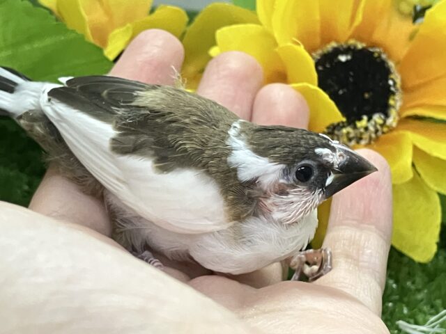 十姉妹（ジュウシマツ）