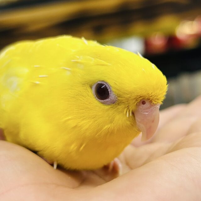 ✨最新画像✨黄色い歓声💛✧*｡オムレツピエポ🥚🌟サザナミインコ(ルチノー/2025年6月生まれ)