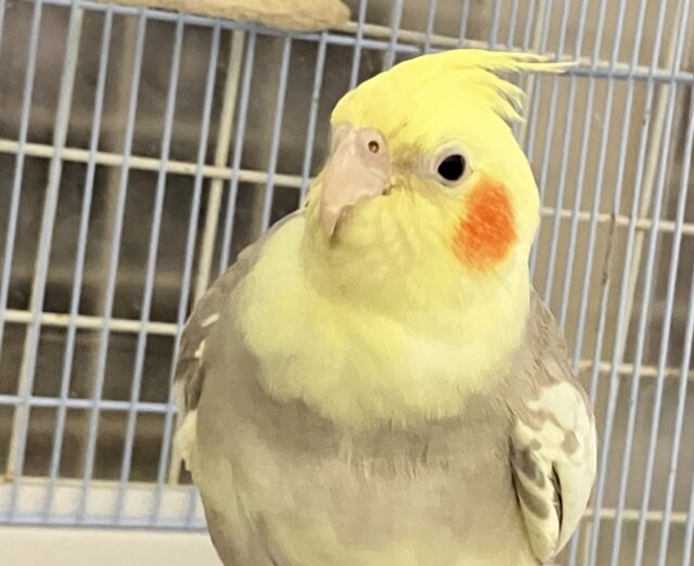 ✨最新画像✨おむおむ🍳卵ﾏｼﾏｼとびきりsmile🌻(๑Ü๑)🌻オカメインコ(シナモンパイド/2025年5月生まれ)