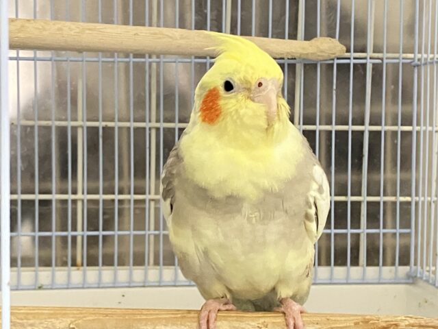 オカメインコ