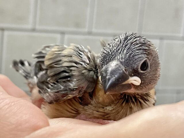 十六夜に輝く🌸*･ひとつの月明かり🌙🖤⟡.·桜文鳥(2025年8月生まれ)