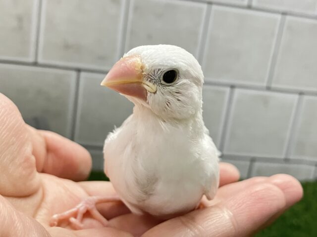 ✨最新画像✨白銀出身🏘️純白ましゅま〜ろ🤍⟡.*白文鳥(2025年8月生まれ)