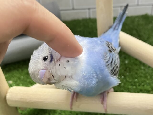 ✨最新画像✨青空に羽ばたくスカイカラー💙セキセイインコ